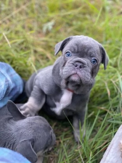 affetuosi bouledogue francese colore blue