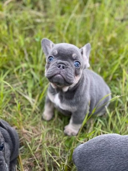 affetuosi bouledogue francese colore blue | Foto 2