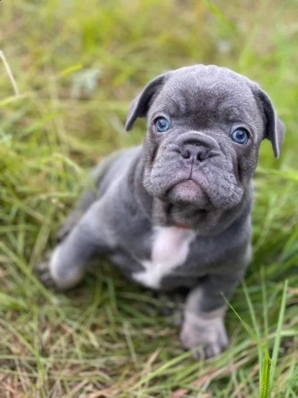 affetuosi bouledogue francese colore blue | Foto 1
