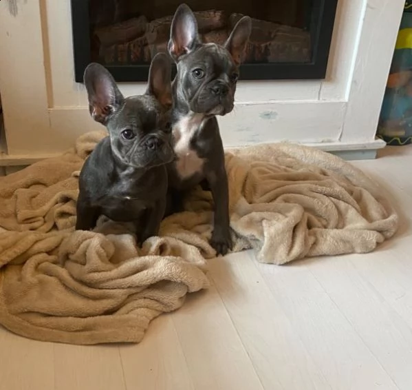 affetuosi bouledogue francese colore blue | Foto 0