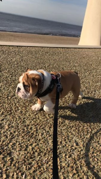 bulldog inglese per adozione | Foto 0