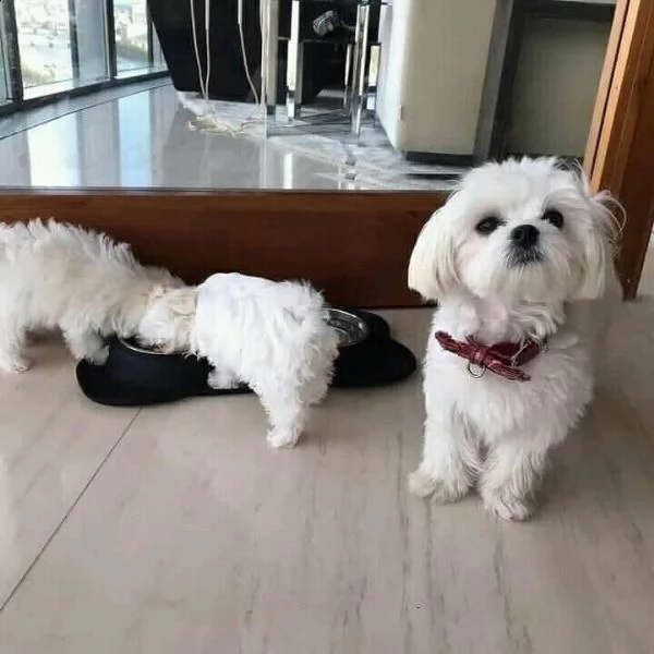 cuccioli maltese toy maschio e femmina | Foto 0