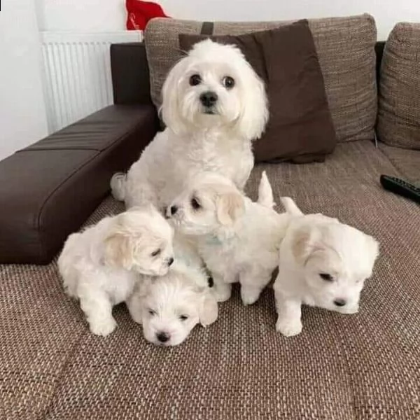 cuccioli maltese toy maschio e femmina