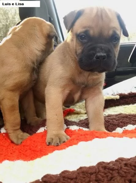 regalo abbiamo cuccioli di bullmastiff