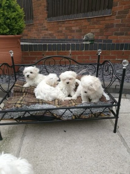 regalo cuccioli di maltese per l'adozione