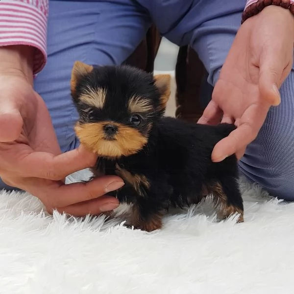 adorabile yorkshire