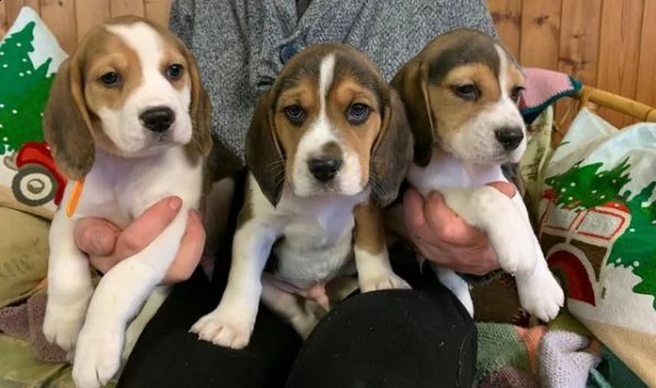  cuccioli di beagle