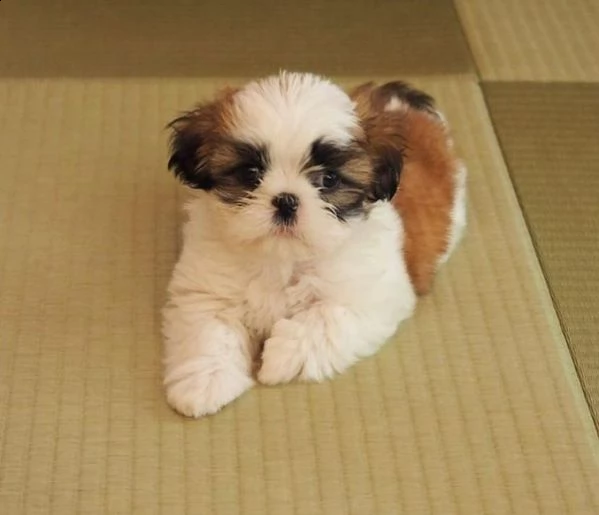 cuccioli di shih tzu.