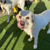 cuccioli bulldog femmine e maschi in adozione
