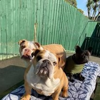 adorabili cuccioli di bulldog in adozione ora hanno 12 settimane