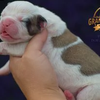 adorabili cuccioli in adozione hanno 12 settimane ora  li diamo in adozione,