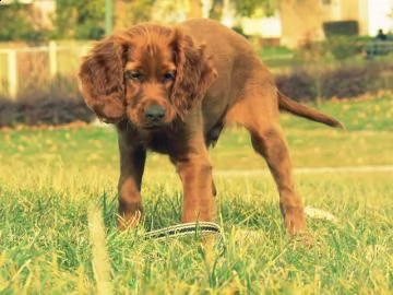  cuccioli di setter irlandese, pedigree
