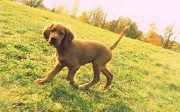  cuccioli di setter irlandese, pedigree | Foto 0