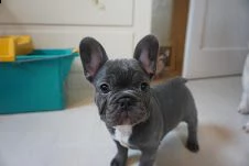 bulldog francese colore blu