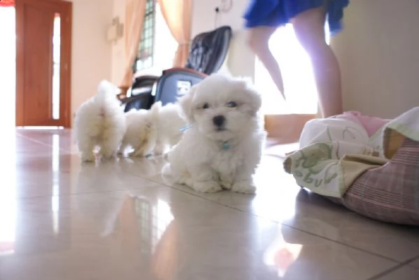bellissimi cuccioli maltesi disponibili