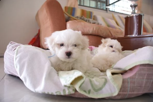 bellissimi cuccioli maltesi disponibili | Foto 1
