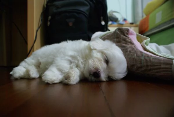 bellissimi cuccioli maltesi disponibili | Foto 0
