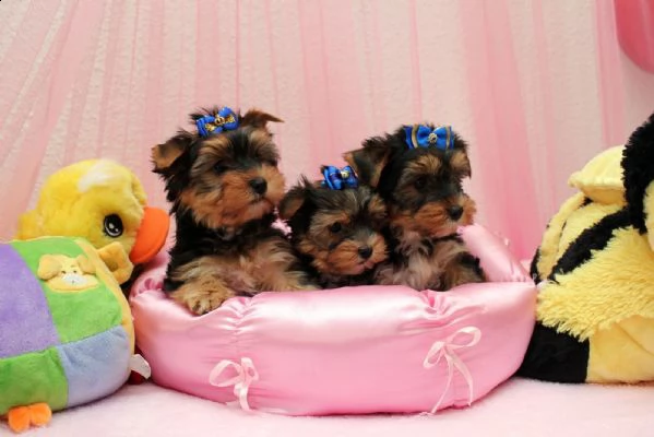 cuccioli yorkshire toy