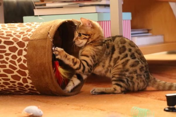 cuccioli di bengala pedigree tica