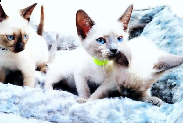 ultimi 2 cuccioli razza thai