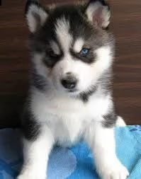 husky