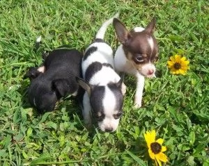 chihuahua