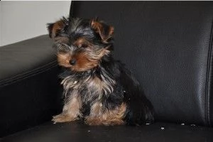 cuccioli di yorksire terrier