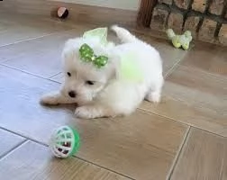 biancaneve tazza da tè maltese cuccioli