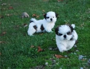 cuccioli di shih-tzu