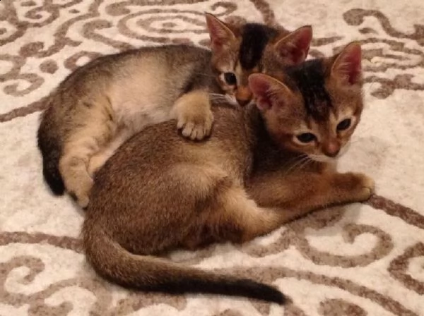 cuccioli abissini