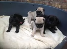 vendo cuccioli di carlino maschio e femmina