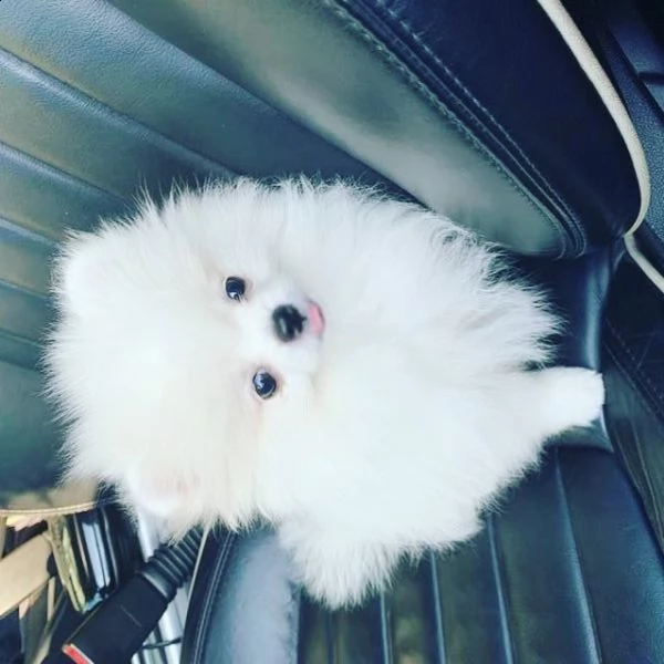 pomeranian[at][at][at][at]