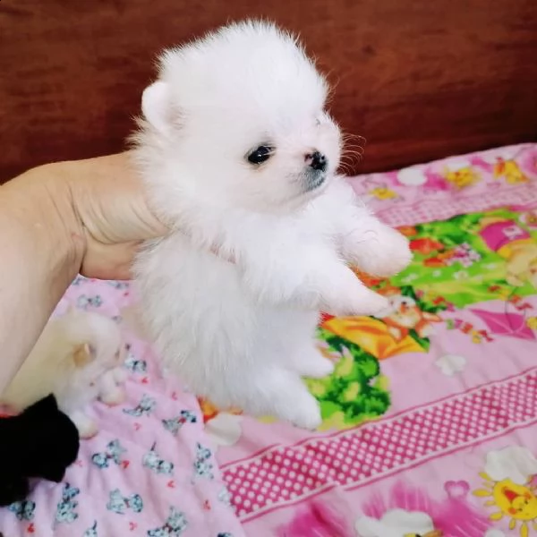 pomeranian[at][at][at][at] | Foto 0