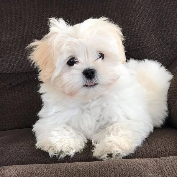  maltese nano####