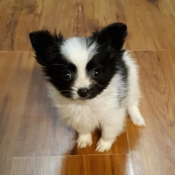 vendo adorabili cuccioli di papillon maschio e femmina