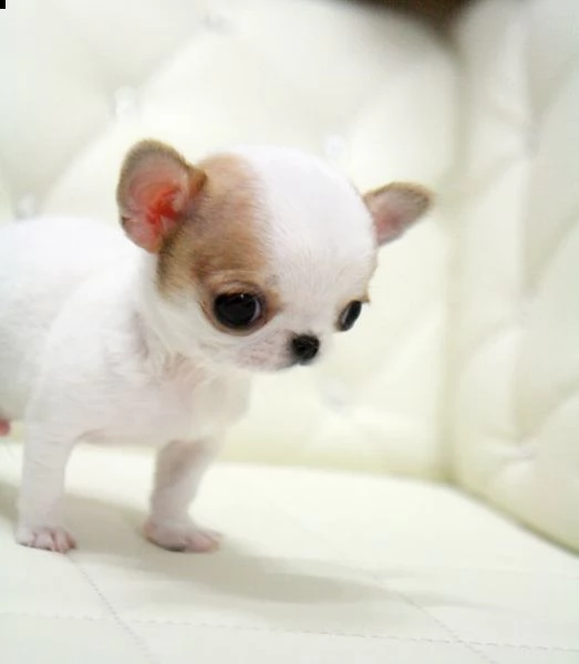 cuccioli di chihuahua in vendita