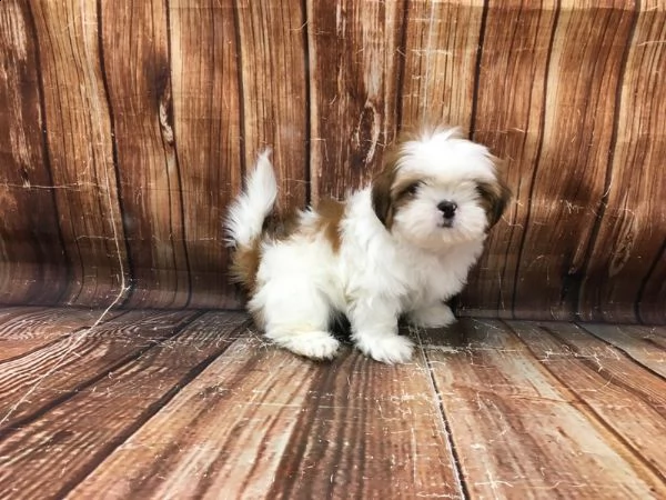 vendo splendidi cuccioli di shih tzu maschio e femmina