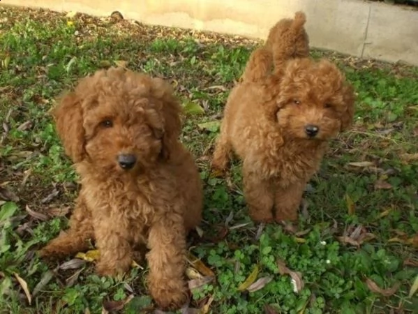 vendita cuccioli di barboncino femminucce e maschietti disponibili