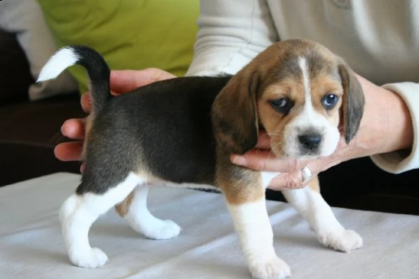 email : ameliajefferson80[at]gmail[.com] adorabili cuccioli di beagle femminucce e maschietti disponibili