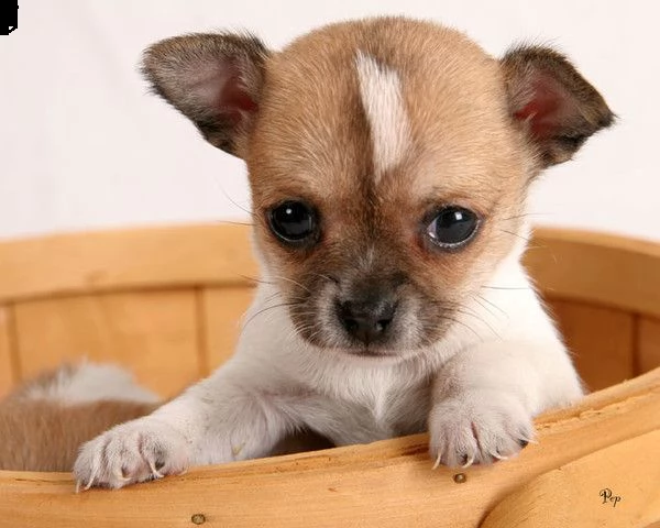 email : ameliajefferson80[at]gmail[.com] adorabili cuccioli di chihuahua femminucce e maschietti disponib