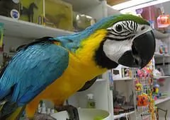 vendita pappagallo ara 