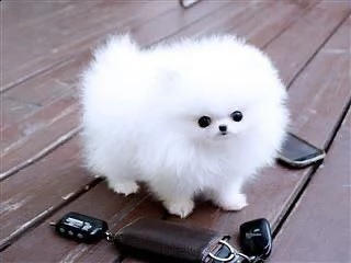 pomeranian 