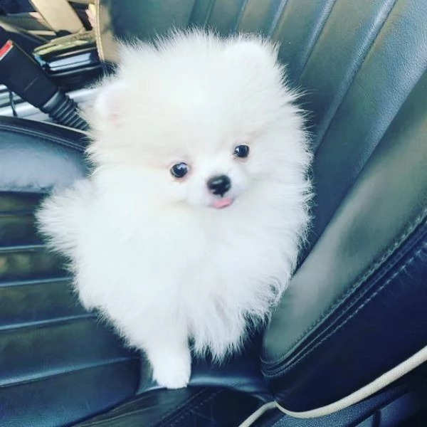 nano pomeranian toy£## | Foto 0