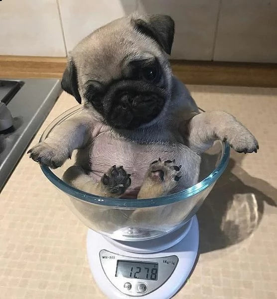 carlino mini | Foto 0