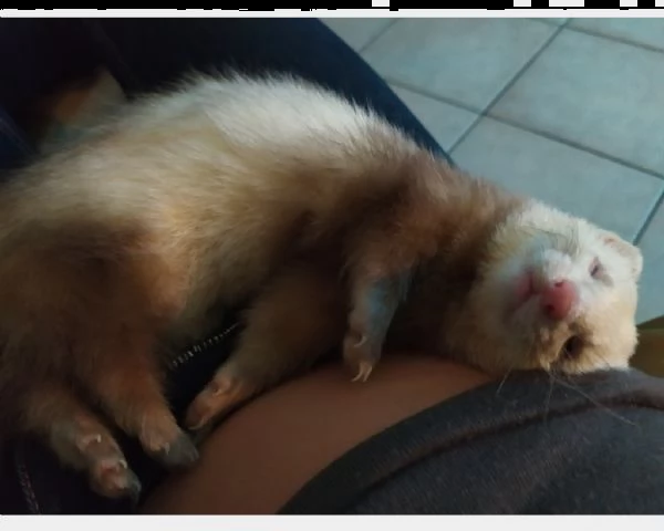  cerco furetto maschio per monta