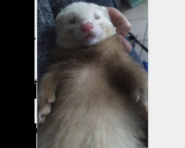  cerco furetto maschio per monta | Foto 0