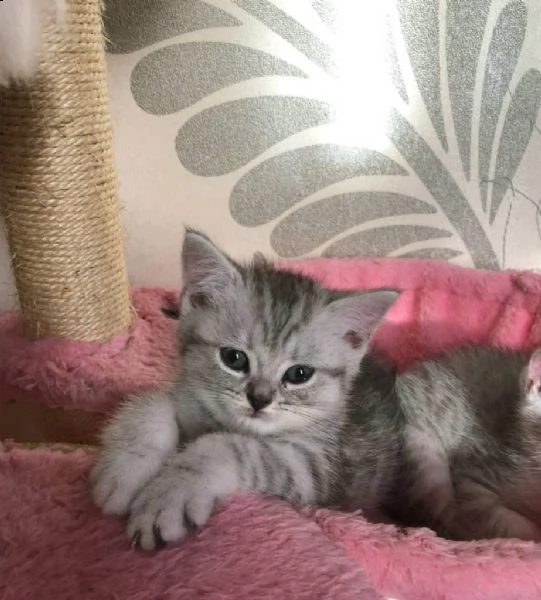 british shiorthair cuccioli | Foto 3