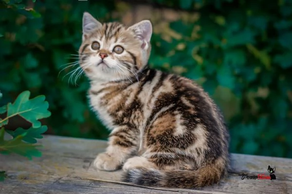 british shiorthair cuccioli | Foto 0