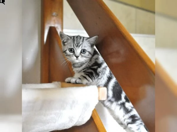 british shorthair cuccioli con pedigree anfi