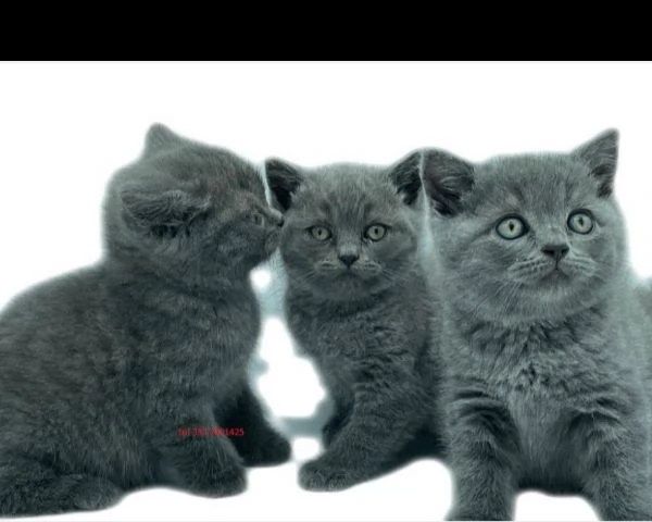 british shorthair cuccioli con pedigree anfi | Foto 2